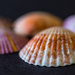 Sea shells  by jernst1779