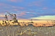 11th Dec 2017 - Husks Blowing In The Wind