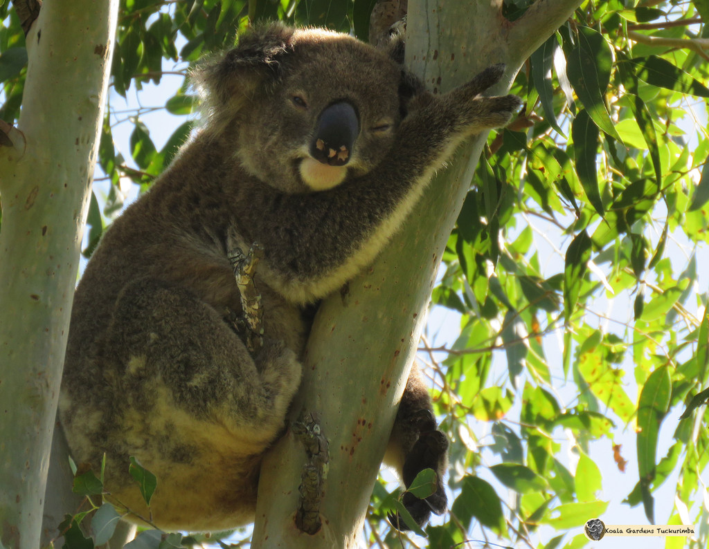 Sunday sleepy slump by koalagardens