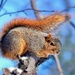 Squirrely by lynnz