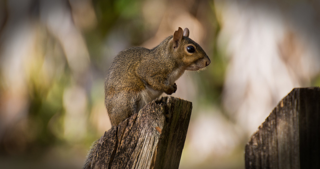 Squirrel on the Post! by rickster549