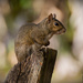 Squirrel on the Post! by rickster549