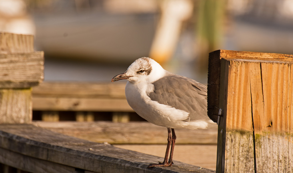 Shy Seagull! by rickster549