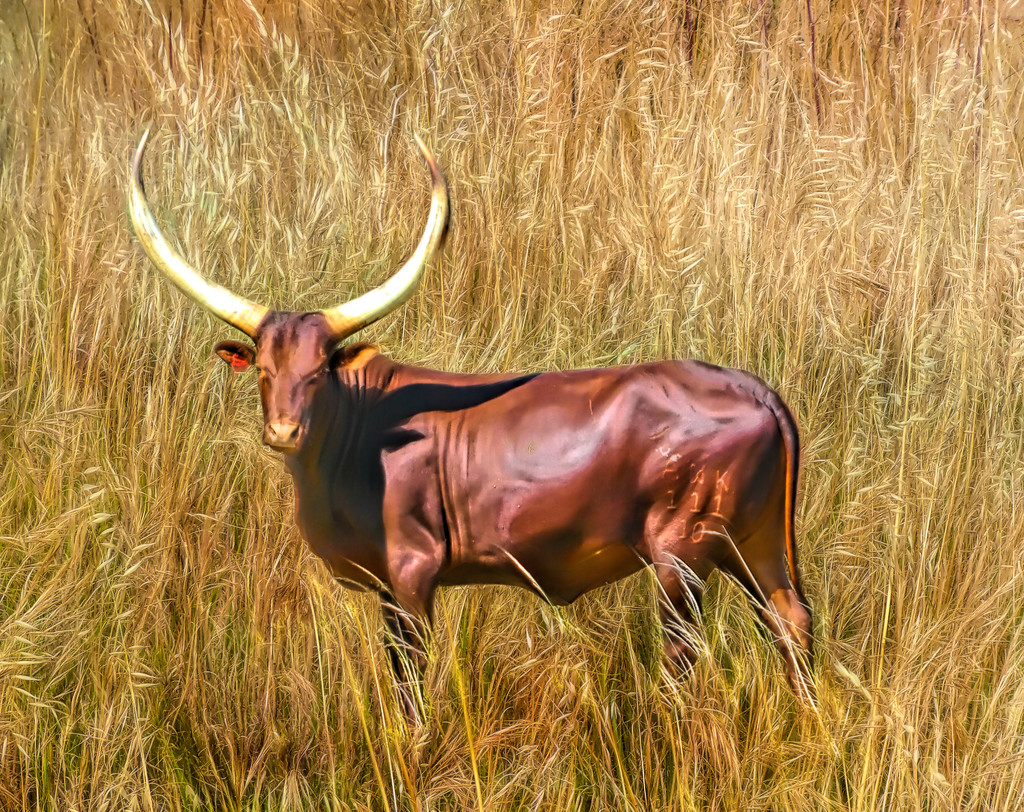 A Uganda Ankole Bull... by ludwigsdiana