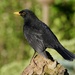 ANOTHER BLACKBIRD by markp