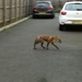 Mr Fox by plainjaneandnononsense