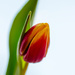 Tulip 2 by elisasaeter