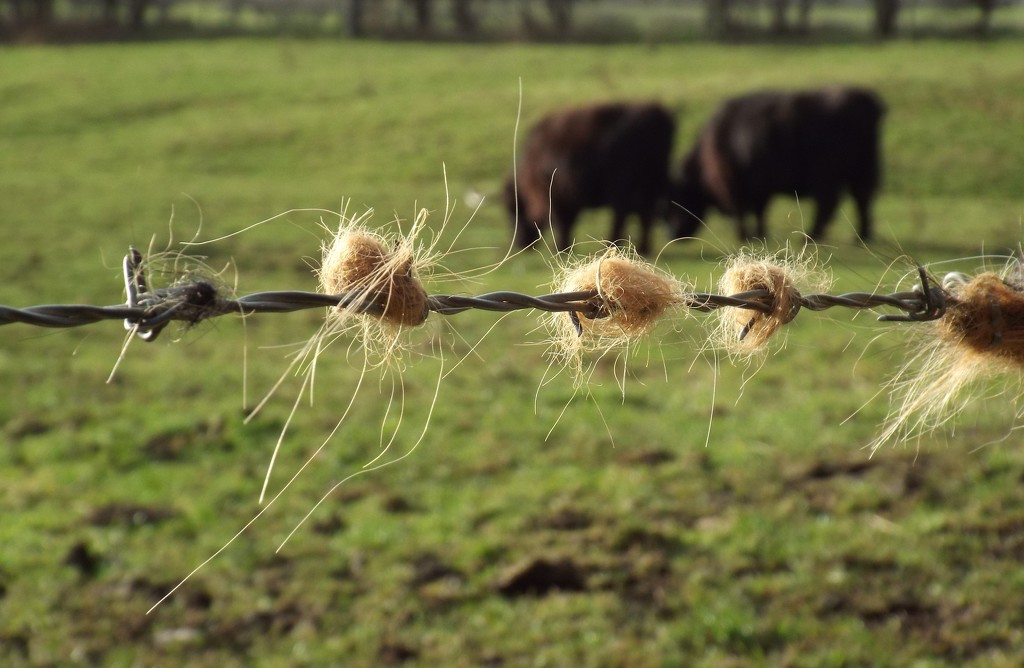 Highland Cattle Hairbrush by suzanne234