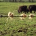 Highland Cattle Hairbrush by suzanne234