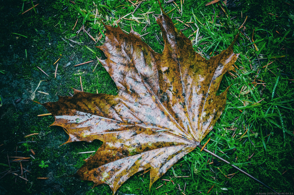 Autumn Leaf by byrdlip