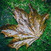 Autumn Leaf by byrdlip