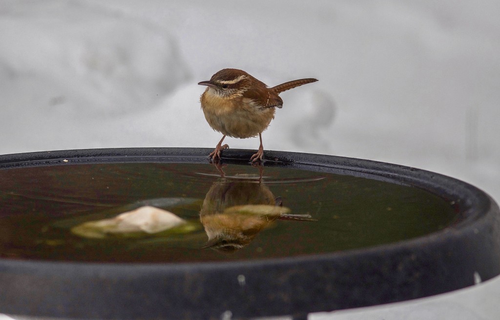 The Wren from Carolina, reflected by berelaxed