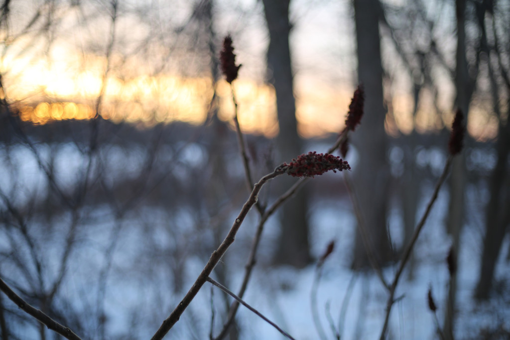 sumac... by earthbeone