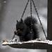 Black Squirrel by aschweik