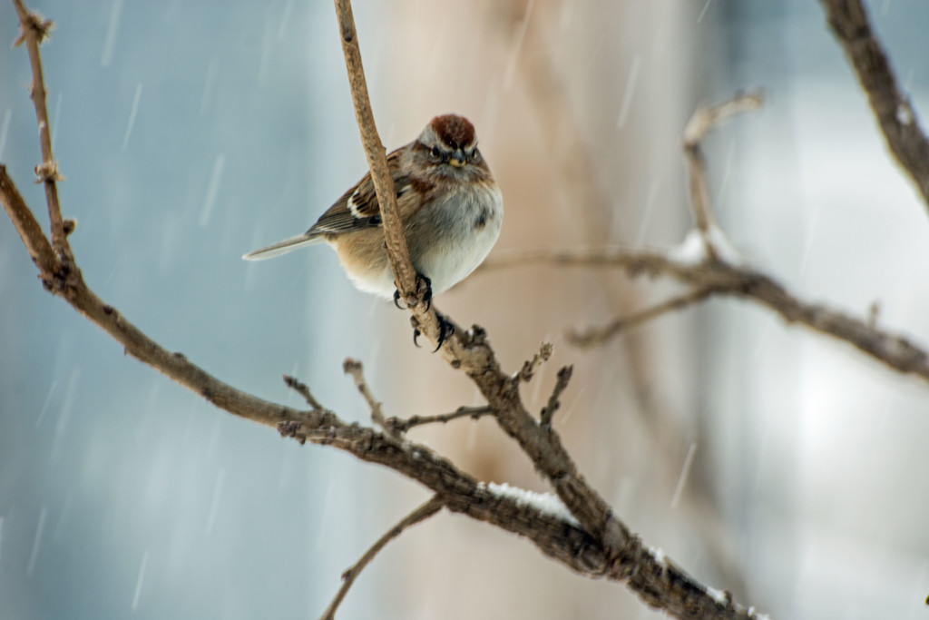 Sparrow by farmreporter