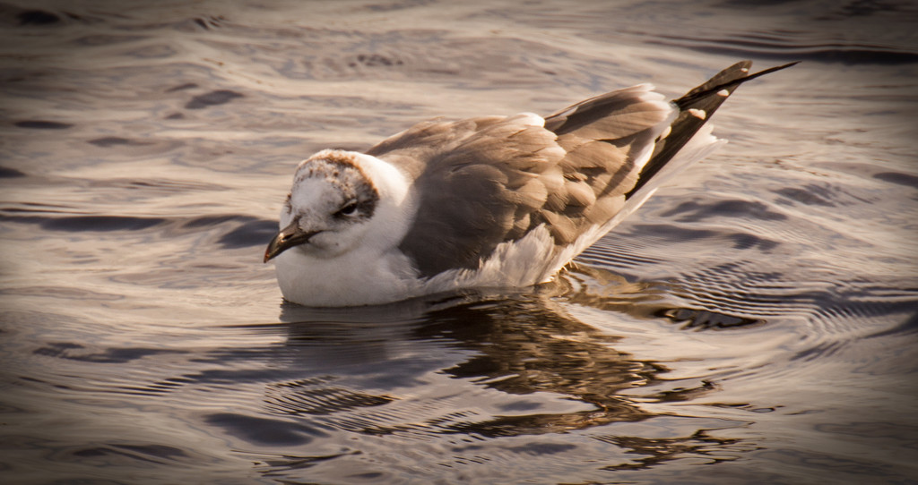 Seagull, Taking a Swim! by rickster549