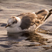 Seagull, Taking a Swim! by rickster549