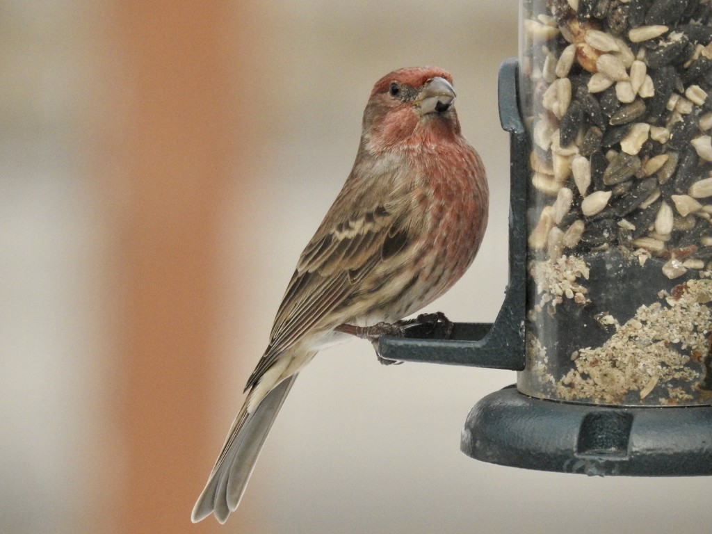 House finch by amyk
