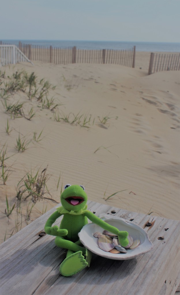 Kermie at the beach by edorreandresen