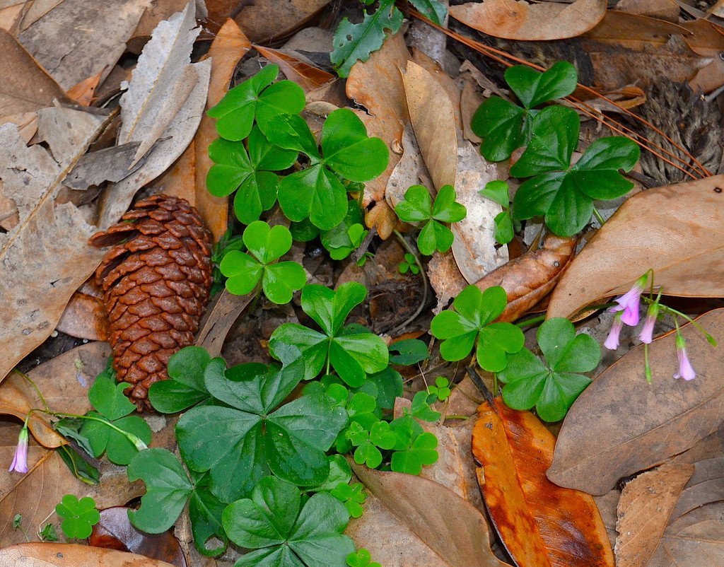 Forest floor still life by congaree