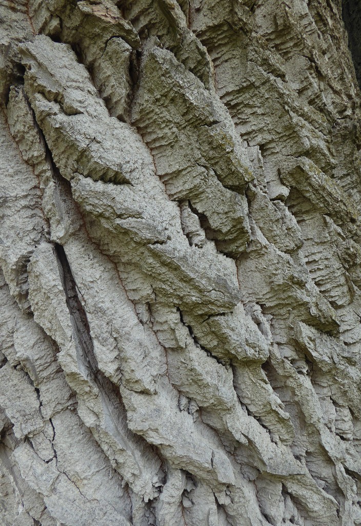 Tree bark.  by chimfa