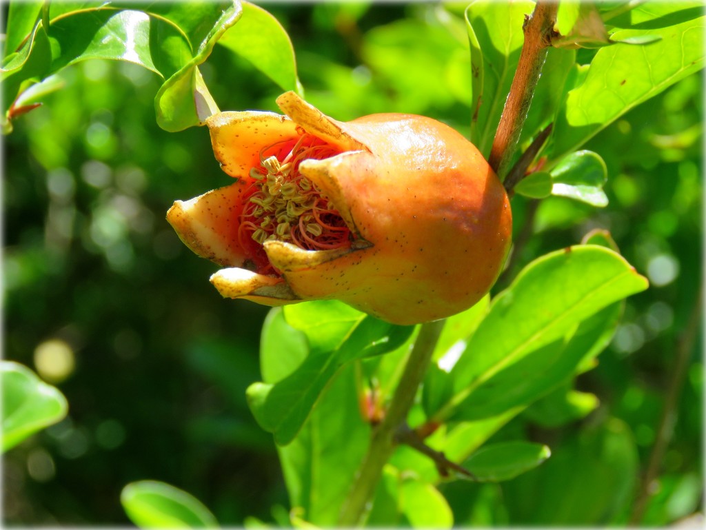 emerging pomegranate by cruiser