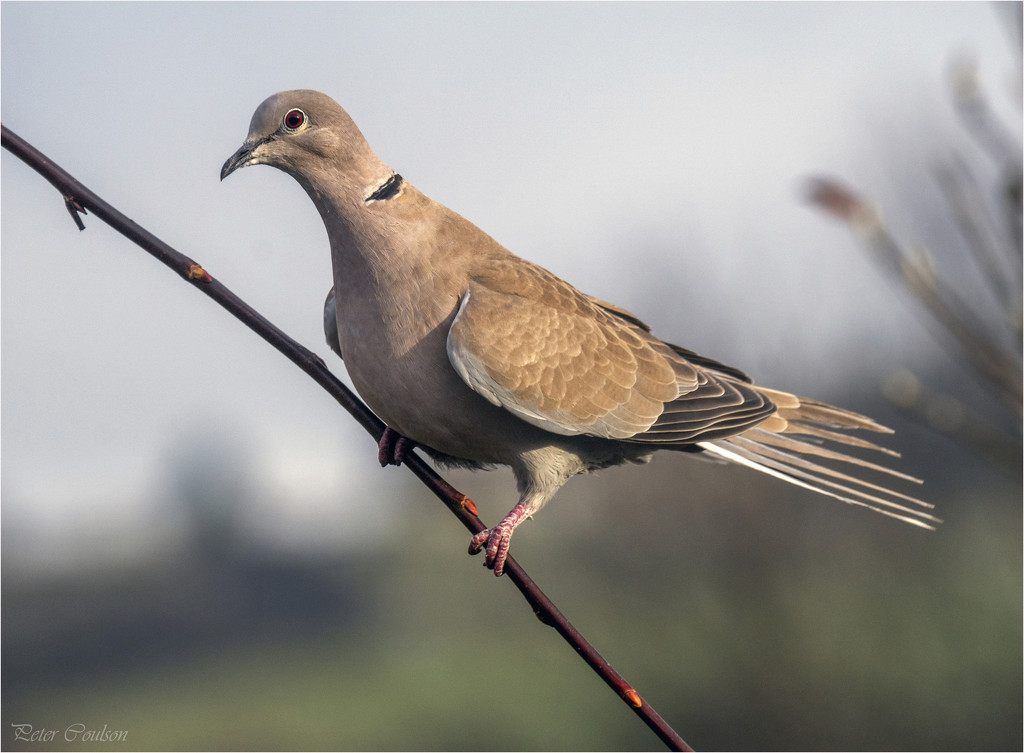 Collard Dove by pcoulson
