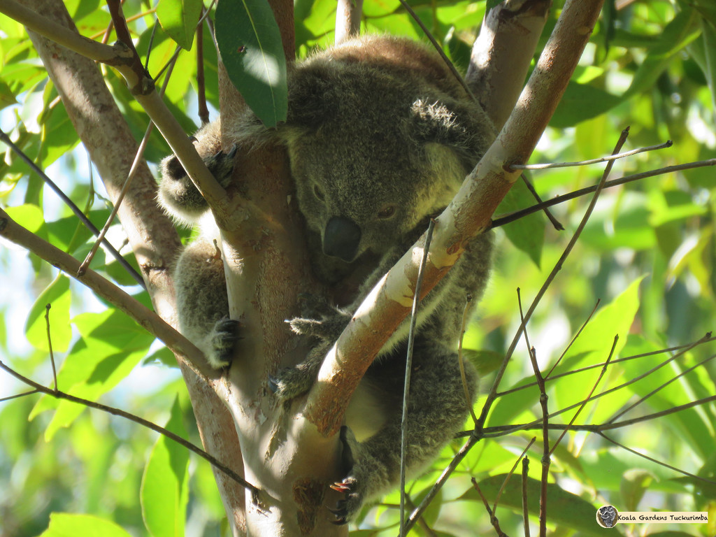 how it hangs by koalagardens