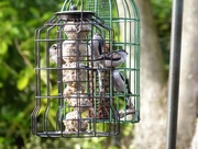3rd Dec 2017 - More Long Tailed Tits
