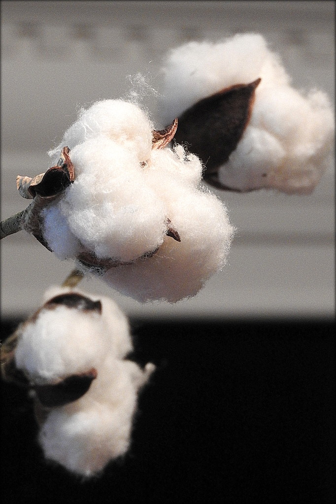 Cotton branches by homeschoolmom