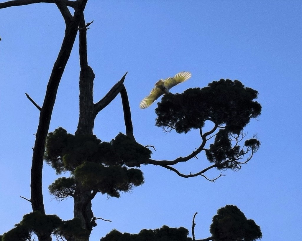 Sulphur Crested Cockatoo in a Tall Tree.. by happysnaps