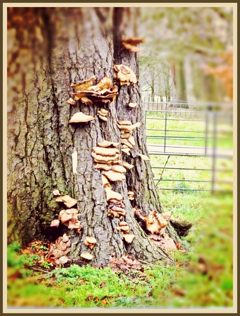 Oak and fungi by beryl