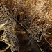 Unusual Crocheted Web?? by milaniet