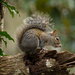 Squirrel Looking Ove the Grounds! by rickster549