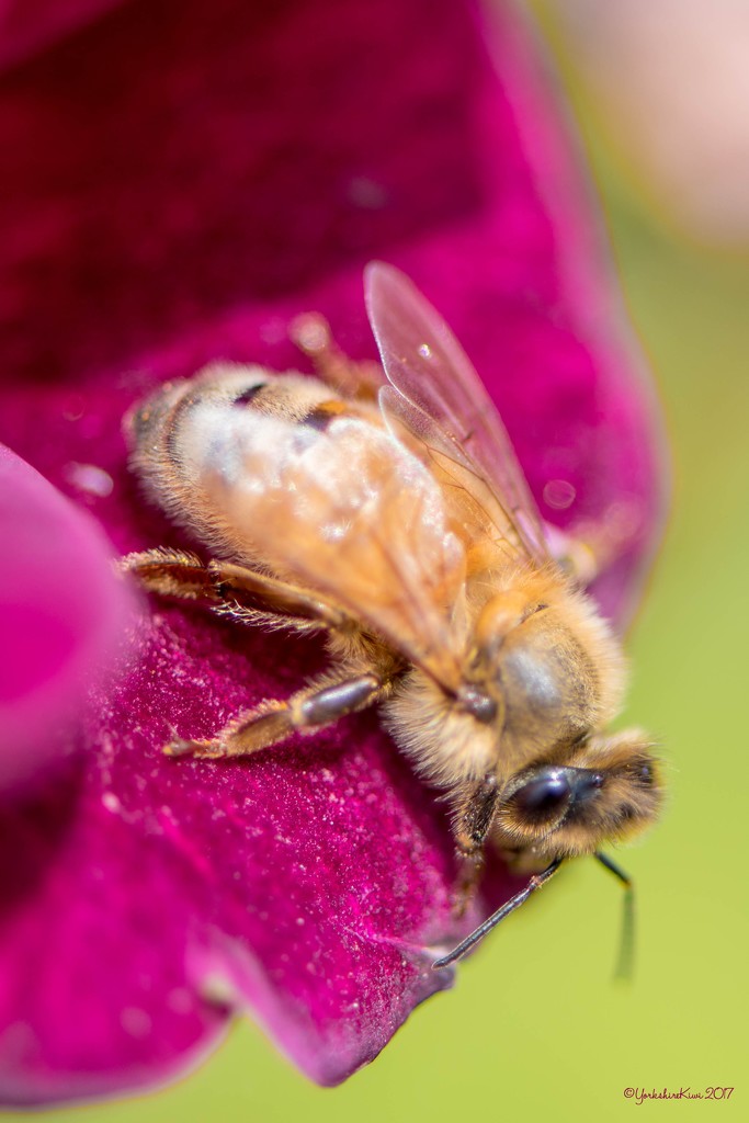 Honey Bee by yorkshirekiwi
