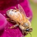 Honey Bee by yorkshirekiwi