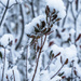 Snow in the Garden by jae_at_wits_end