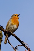 8th Jan 2018 - A RICHNESS OF ROBINS - ONE