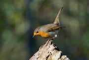 8th Jan 2018 - A RICHNESS OF ROBINS -TWO