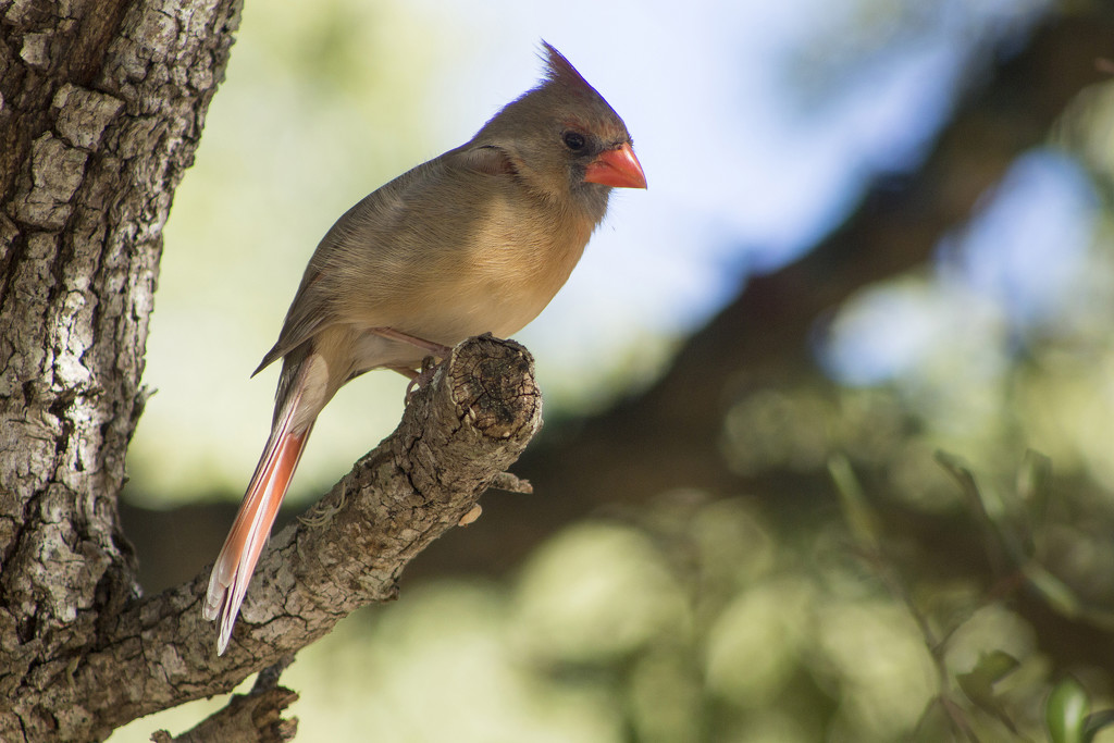 Waiting Patiently for Mr. Cardinal by gaylewood