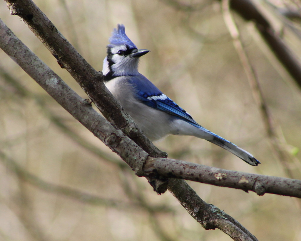 Wind In My Feathers by cjwhite