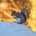 Sun, squirrel, snow by berelaxed