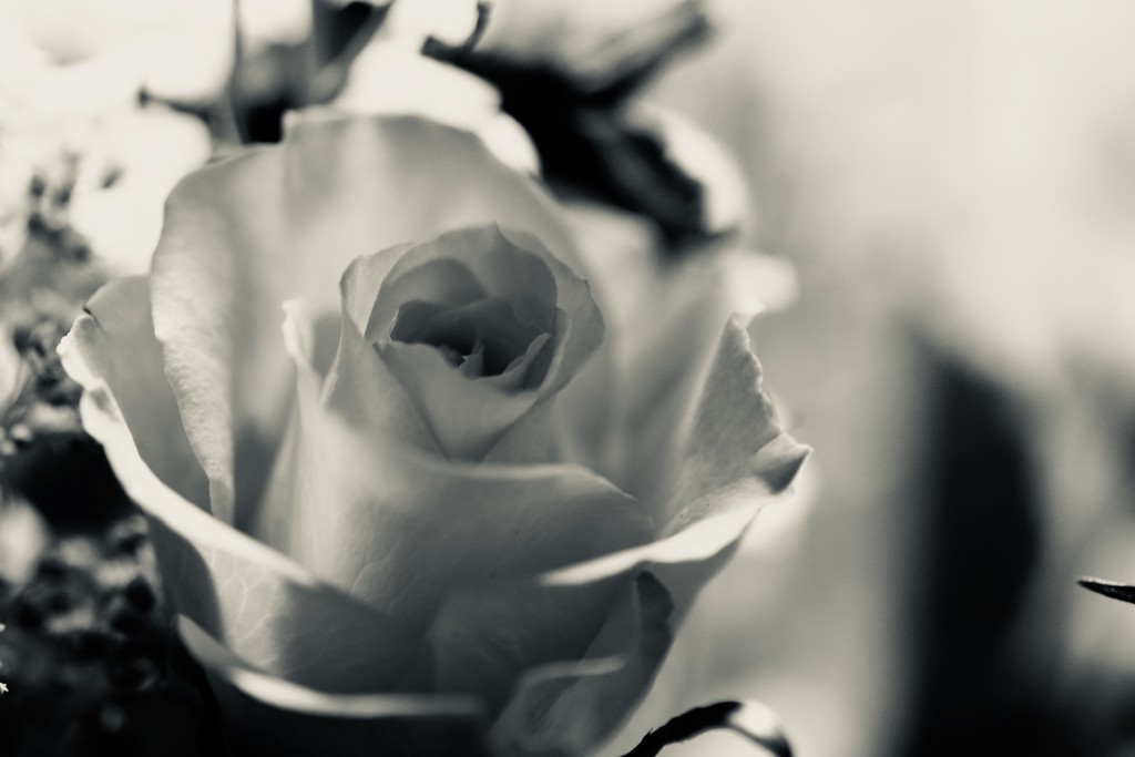Silver Rose by phil_sandford