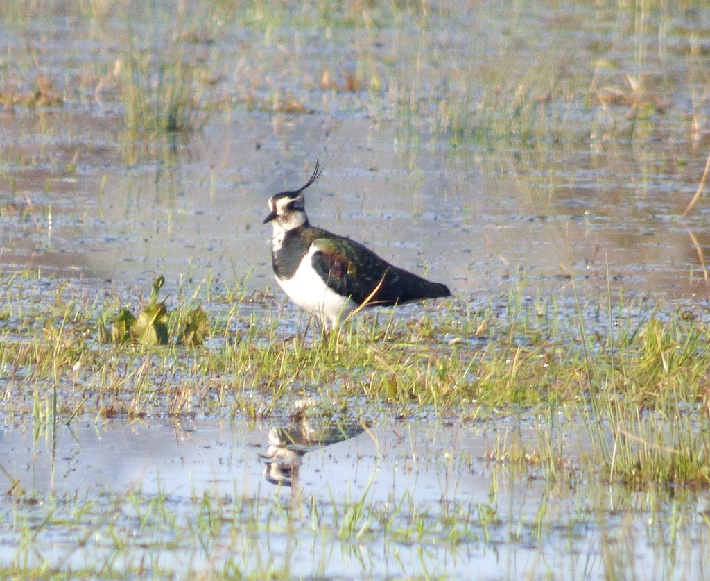 Lapwing on the marshes by julienne1