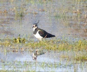 10th Jan 2018 - Lapwing on the marshes