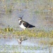Lapwing on the marshes by julienne1