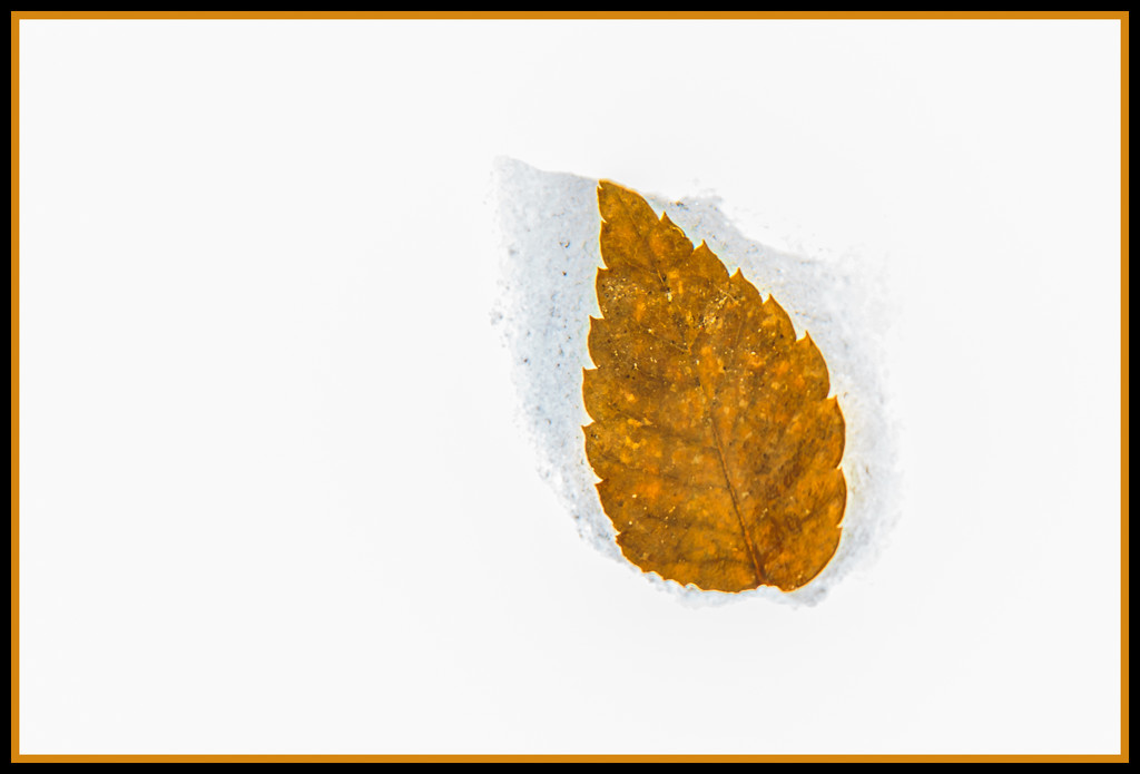 Leaf in melting snow by jernst1779
