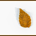Leaf in melting snow by jernst1779
