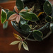Tricolor Hoya by loweygrace