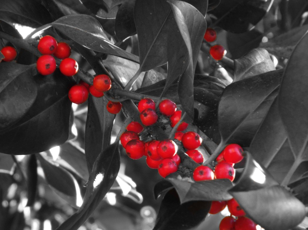 Plan B Holly Berries by suzanne234